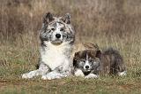 AKITA INU 006